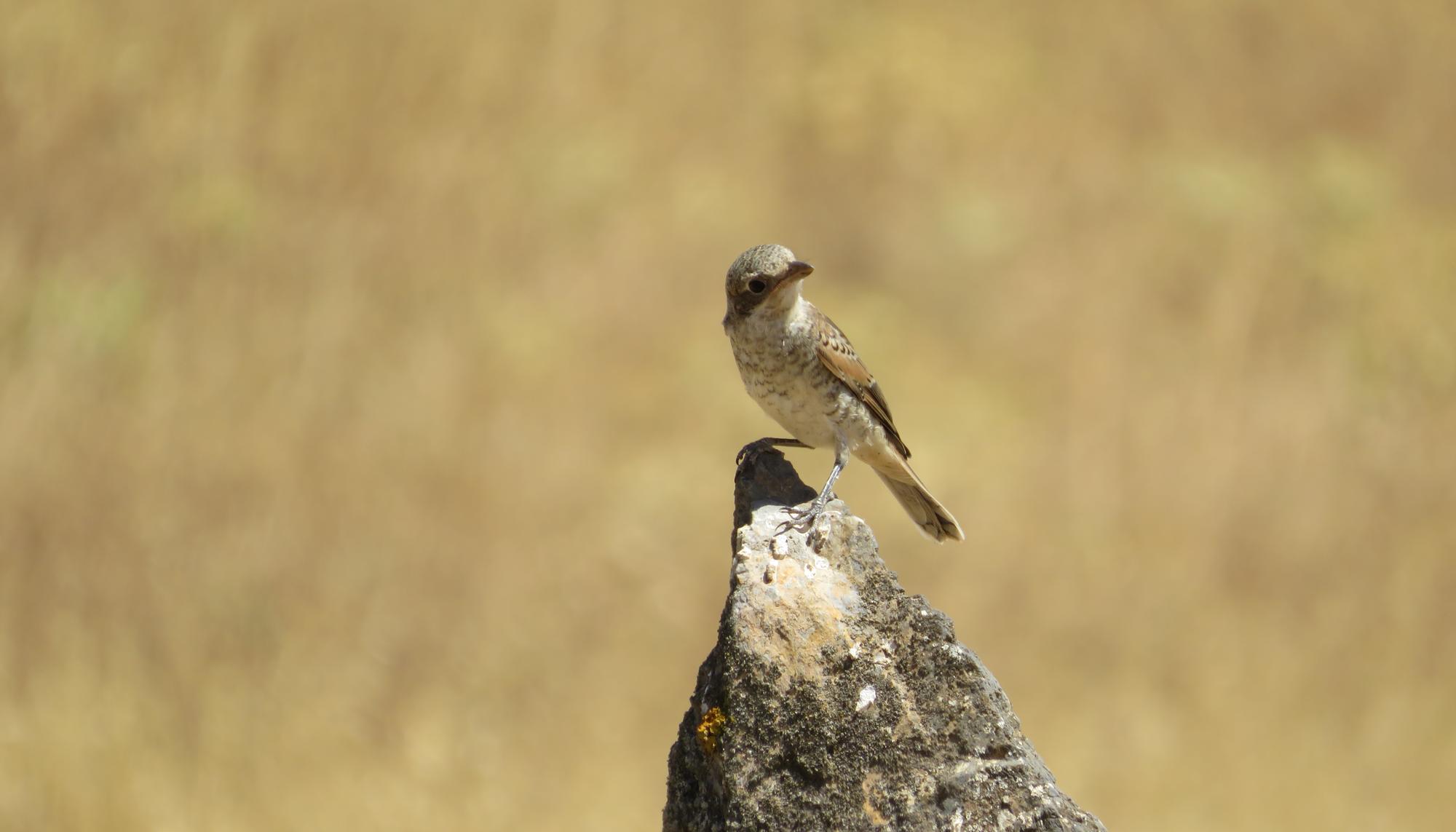 Alcaudón común joven